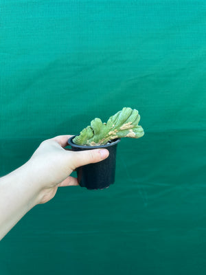Trichocereus bridgesii crest