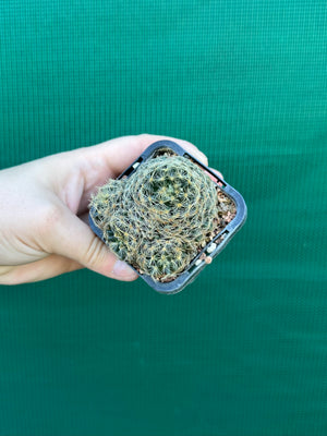 Mammillaria dumetorum