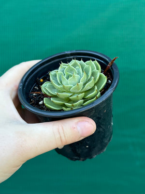 Echeveria ‘Cosmo’