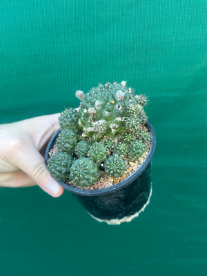 Lobivia arachnacantha hybrid