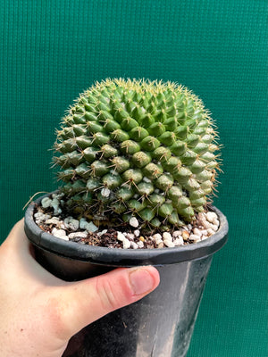 Mammilaria marksiana