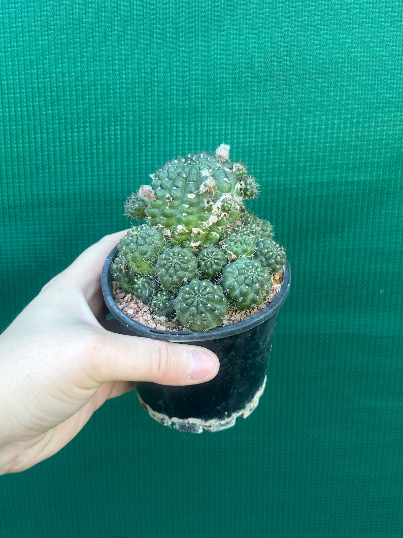 Lobivia arachnacantha hybrid
