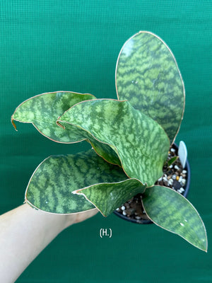 Sansevieria Masoniana ‘Mason’s Congo Paddle’
