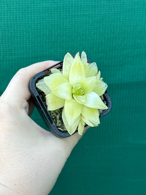 Haworthia xantha ‘Gold’