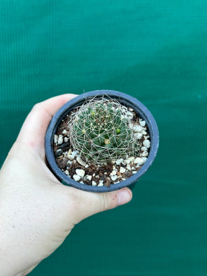 Mammillaria camptotricha