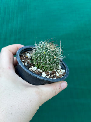 Mammillaria camptotricha
