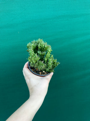 Crested Euphorbia lactea cristata