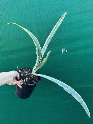 Sansevieria ‘Siam Silver’