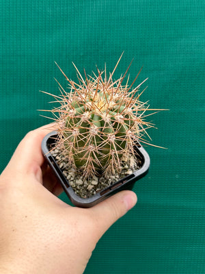 Trichocereus pasacana