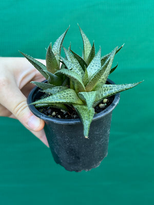 Haworthia tessellata