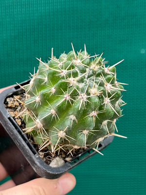 Notocactus submamulosus