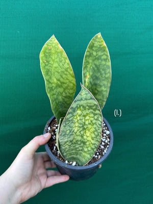 Sansevieria Masoniana ‘Mason’s Congo Paddle’