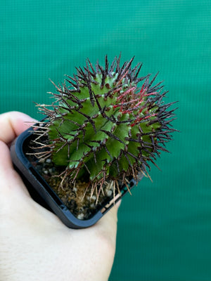 Euphorbia polygona