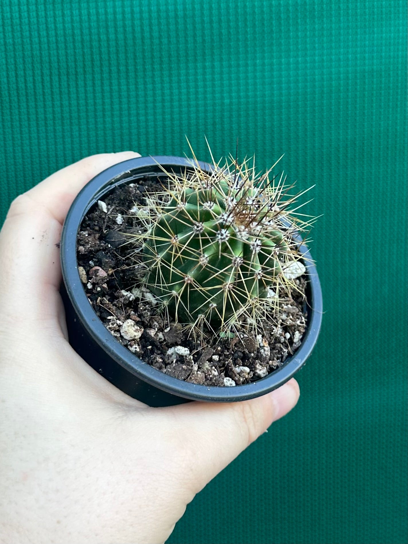 Carnegiea gigantea
