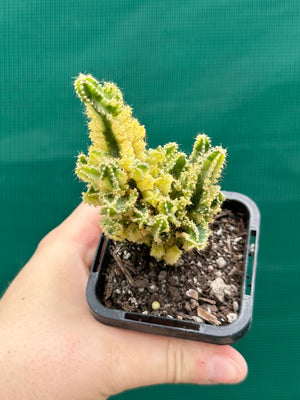 Cereus tetragonus 'Fairy Castle' variegata