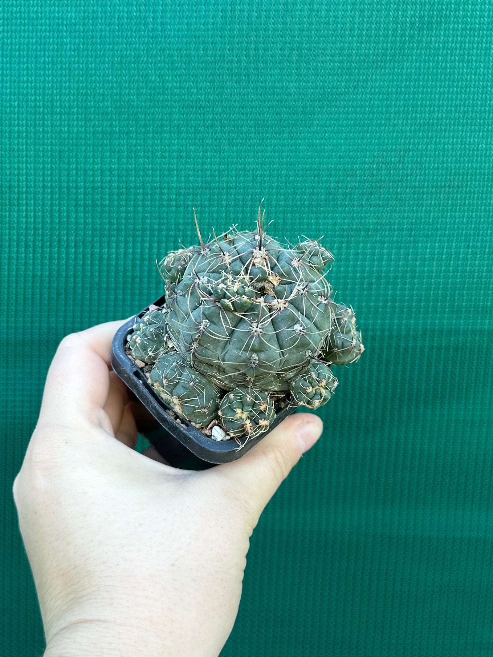 Gymnocalycium baldianum