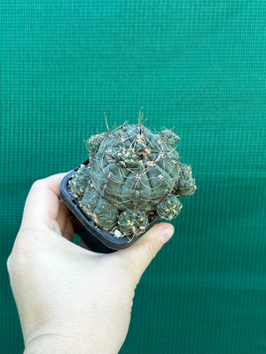 Gymnocalycium baldianum