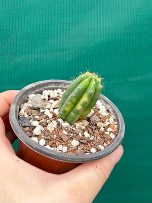 Trichocereus peruvianus varigata