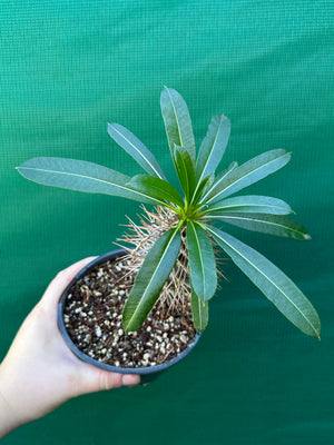 Pachypodium lamerei