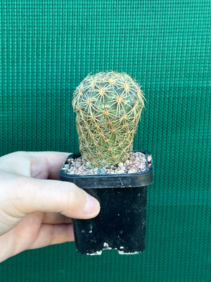 Coryphantha greenwoodii