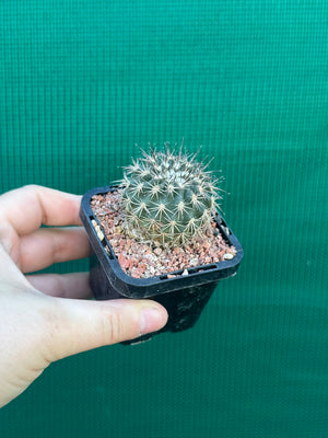 Islaya copiapodioides
