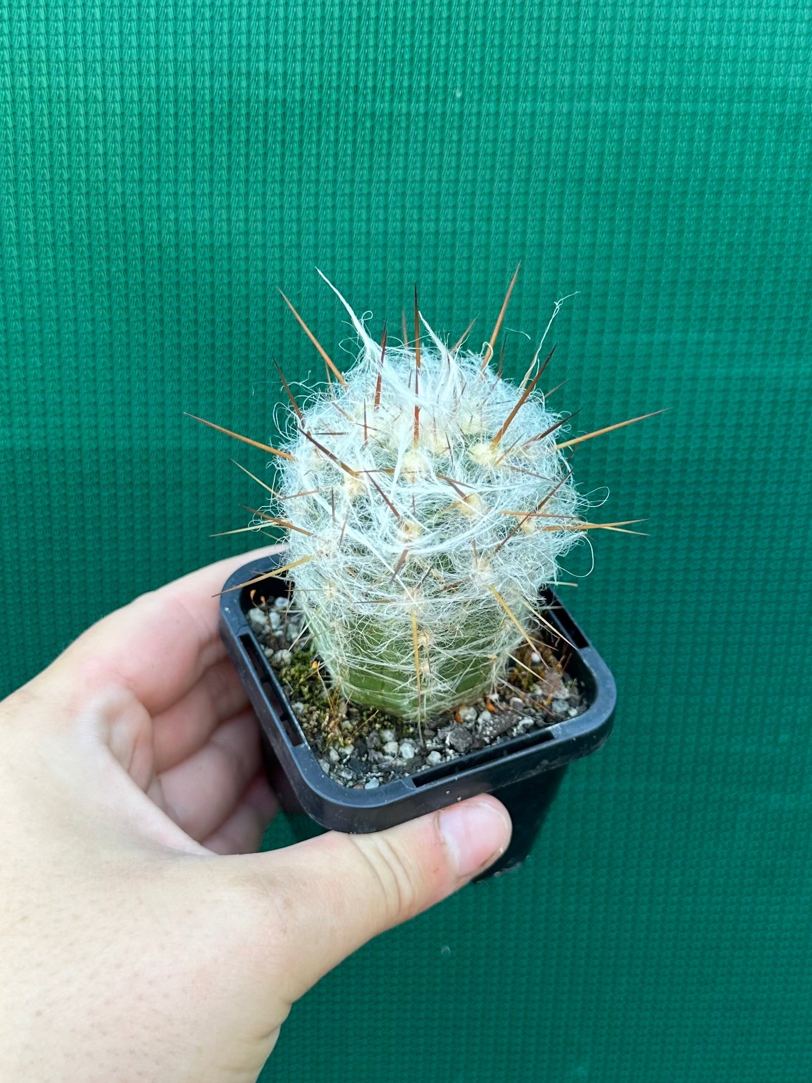 Oreocereus trollii Old Man of the Mountain