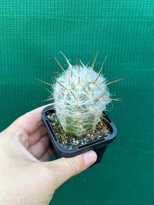 Oreocereus trollii Old Man of the Mountain