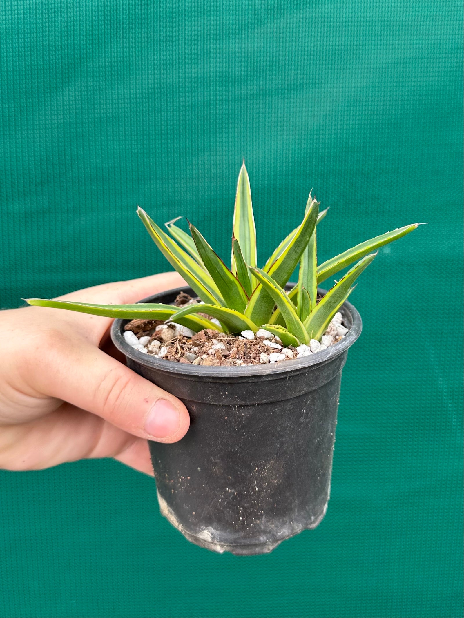 Agave victoriae reginae variegata