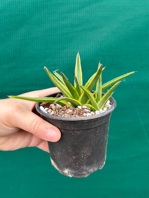 Agave victoriae reginae variegata