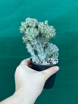 Crested Euphorbia lactea cristata