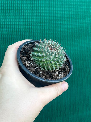 Mammillaria chioncephala