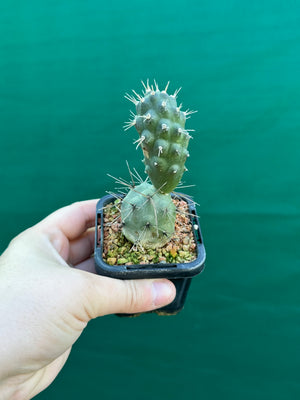 Tephrocactus alexanderii