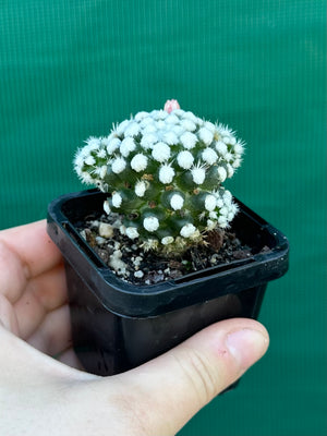 Mammillaria vetula ‘Oruga’
