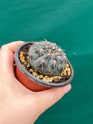 Gymnocalycium