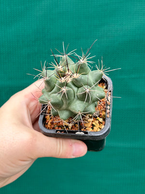 Thelocactus freudenbergeri