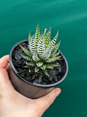 Haworthia fasciata ‘Japanese Super Clone’