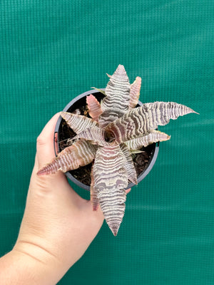 Cryptanthus