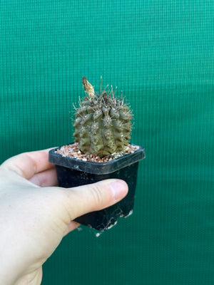 Neochilenia setosiflora