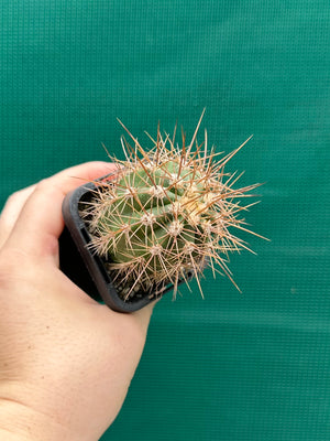 Trichocereus pasacana