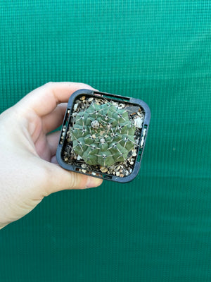 Gymnocalycium pseudoragonesii