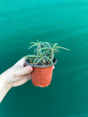Euphorbia cylindrifolia