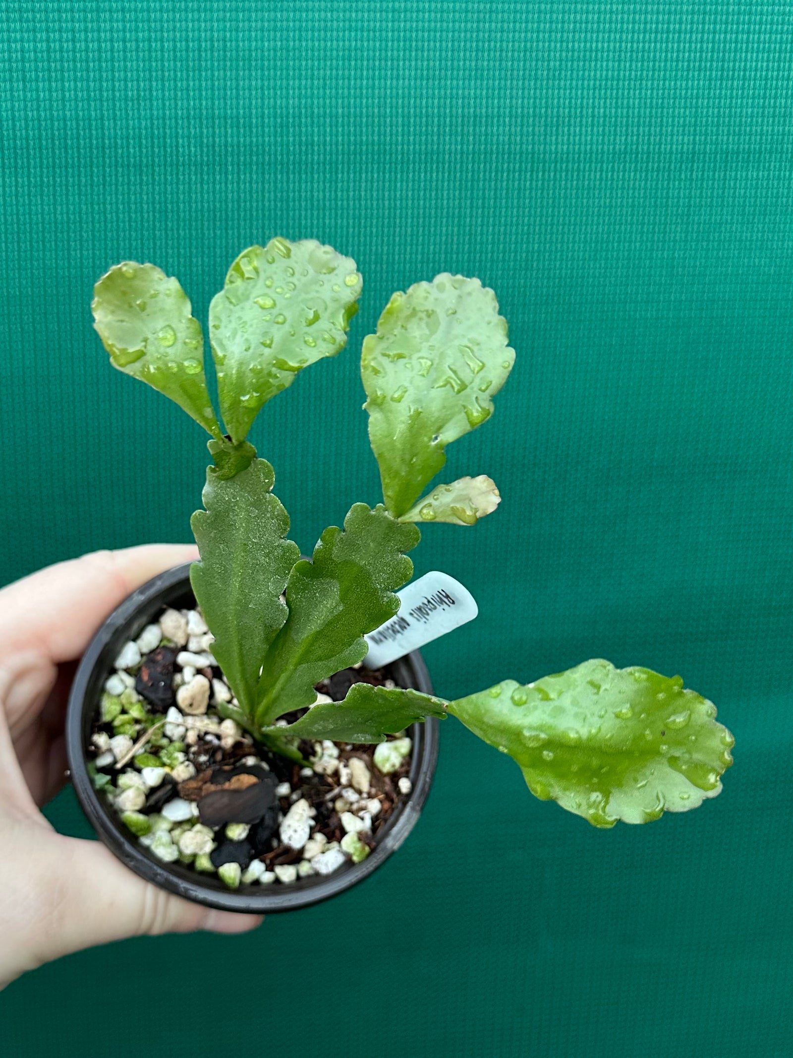 Rhipsalis goebeliana