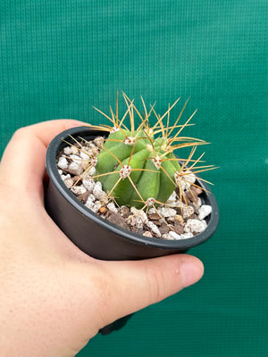 Echinopsis pasacana