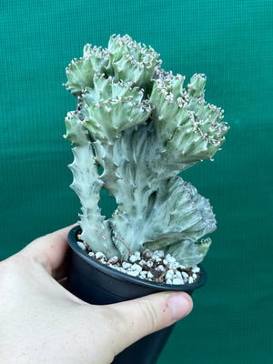 Crested Euphorbia lactea cristata