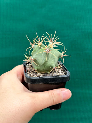 Ferocactus histrix