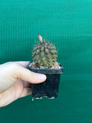 Neochilenia setosiflora