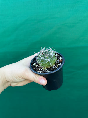 Gymnocalycium carminanthum