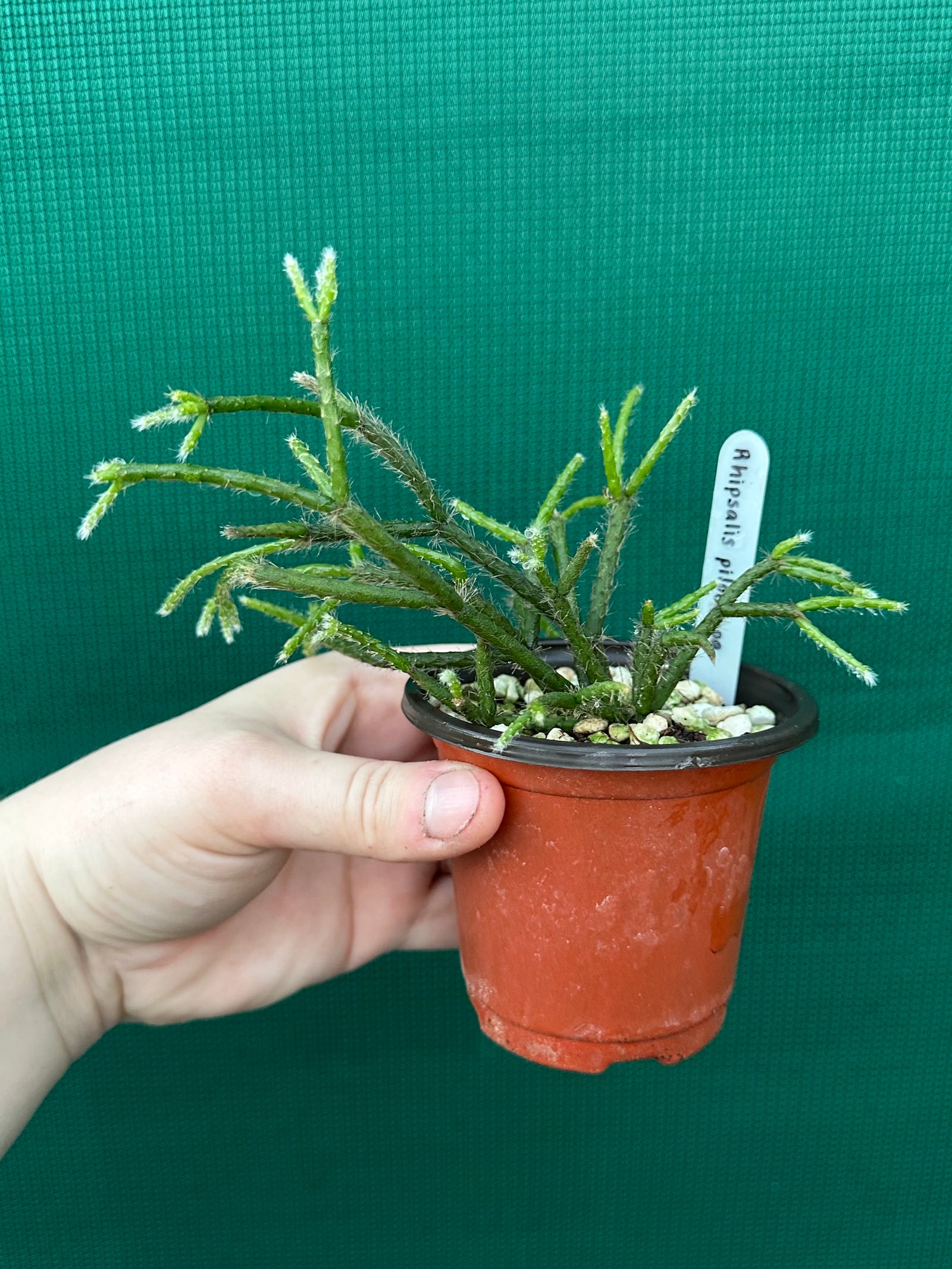 Rhipsalis pilocarpa