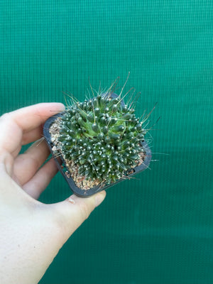Mammillaria bocasana “The Freak”