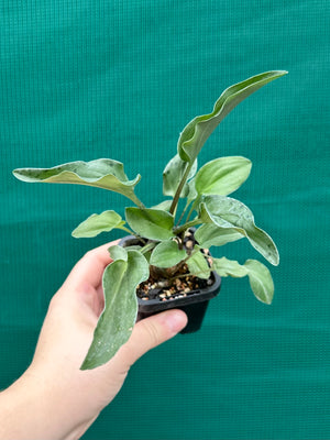 Ledebouria maculatus